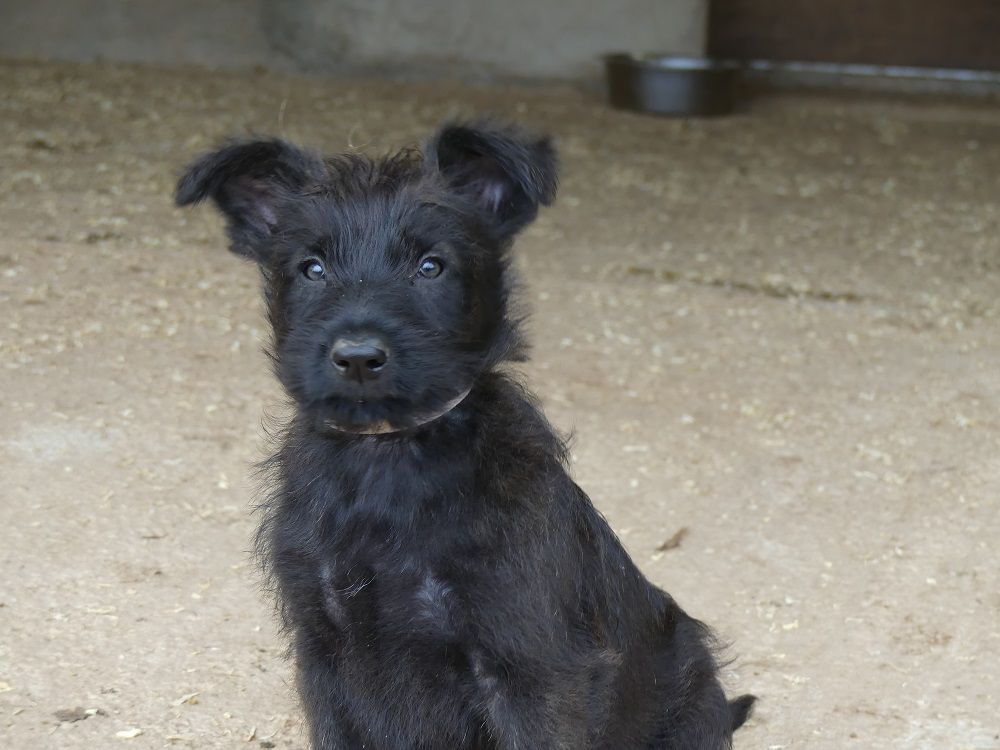 du moulin de boucheron - Chiots disponibles - Berger de Picardie