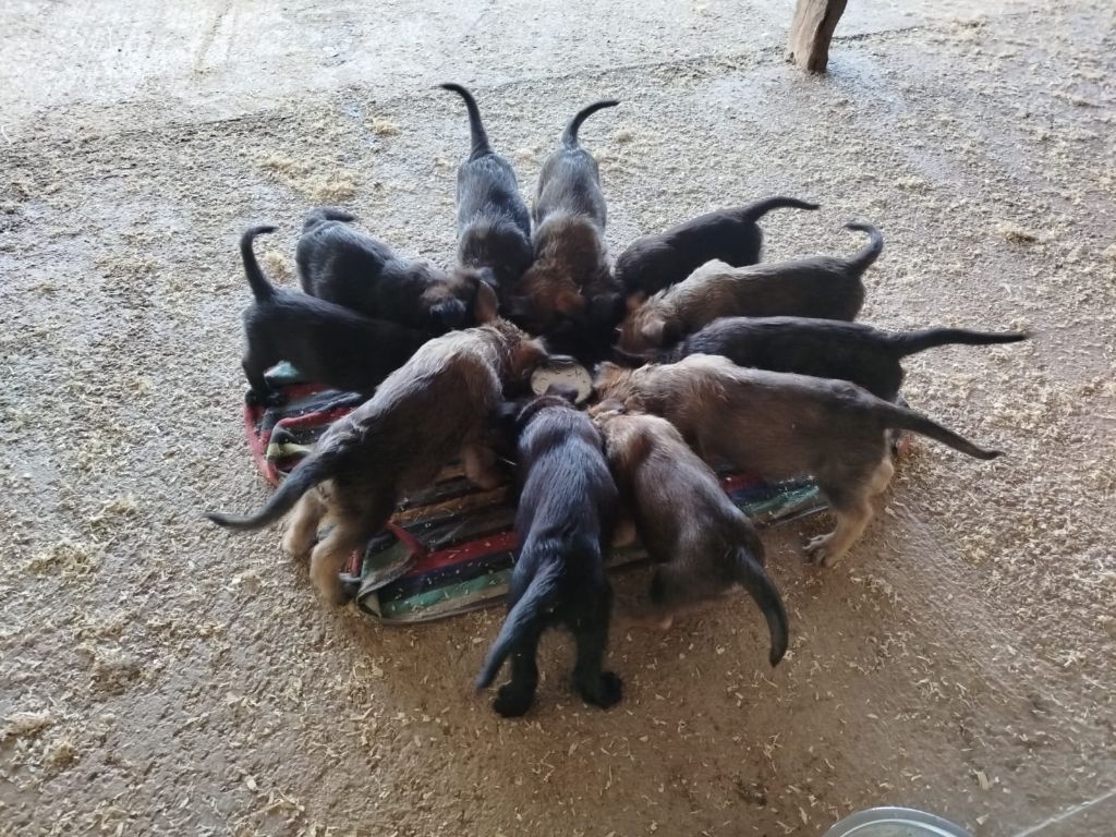 Chiot Berger de Picardie du moulin de boucheron