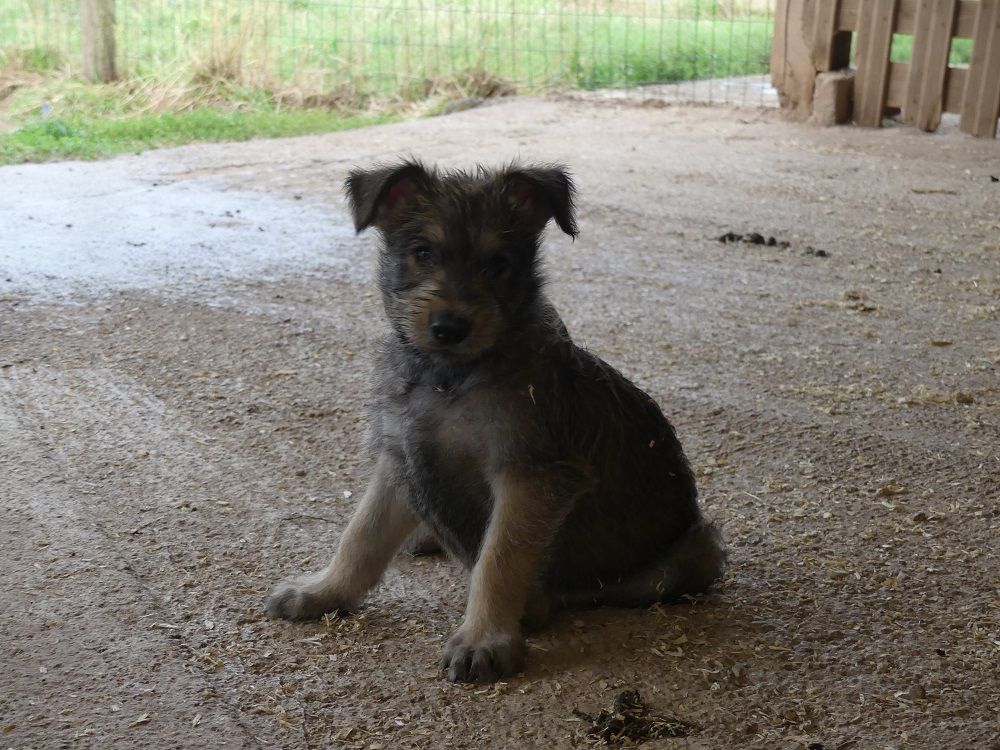 du moulin de boucheron - Chiots disponibles - Berger de Picardie