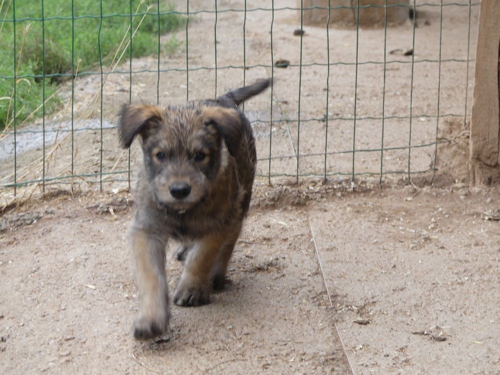 du moulin de boucheron - Chiots disponibles - Berger de Picardie