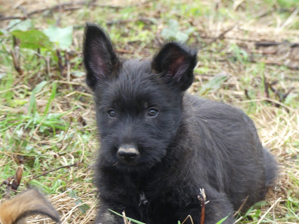 du moulin de boucheron - Chiots disponibles - Berger de Picardie